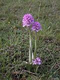 2y  Orchis tridentata-Dreizaehniges KK